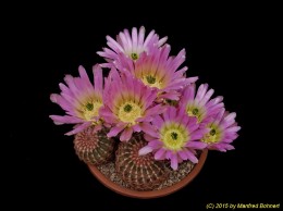 Echinocereus pectinatus 1467